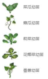 妄想山海鹅仔菜怎么合 妄想山海鹅仔菜合成<a href=/news/27180.html target=_blank class=infotextkey>配方</a>